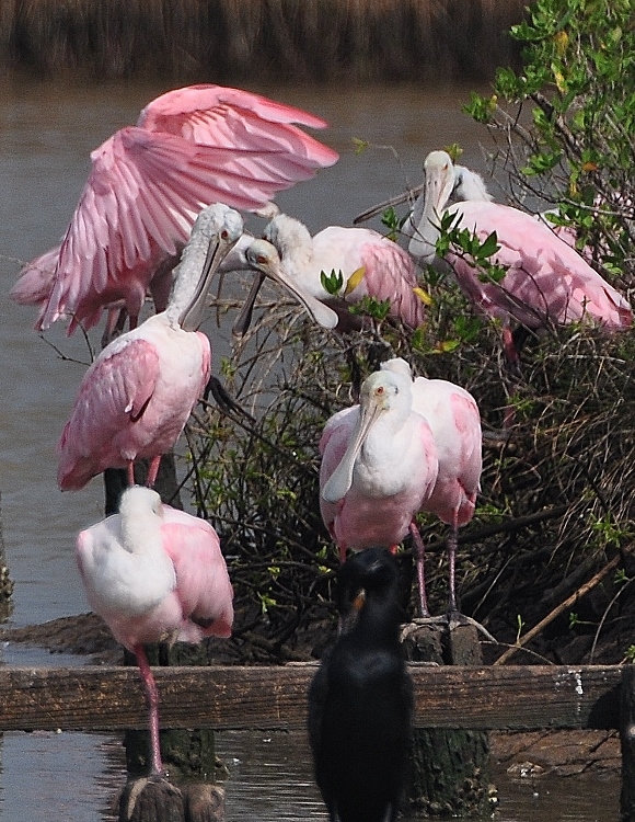 spoonbills